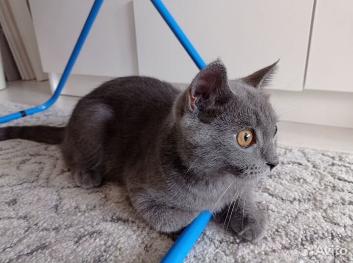 Кот британский