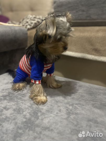 Комбинезон для маленькой собаки или кошки