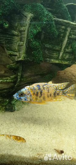 Малавийские цихлиды