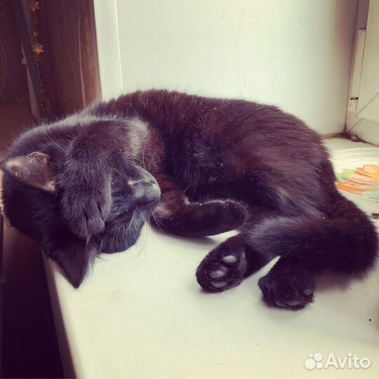 Отдам в добрые руки кошку