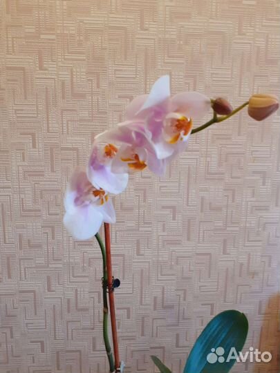 Орхидея фаленопсис