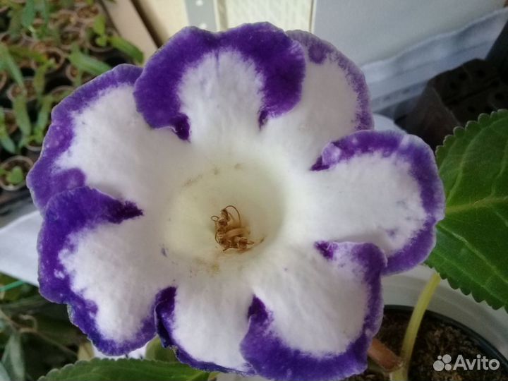 Семена комнатных растений