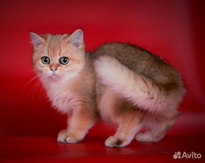 Британские девочки