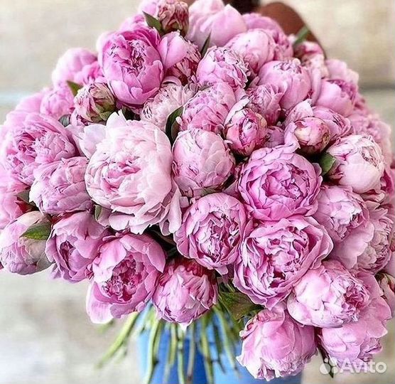 Пионы Цветы Доставка