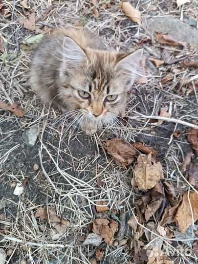 Котята в добрые руки бесплатно