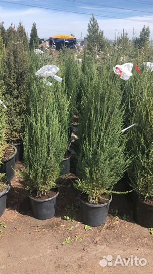 Можжевельник