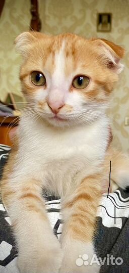 Вислоухий рыжик в добрые руки бесплатно