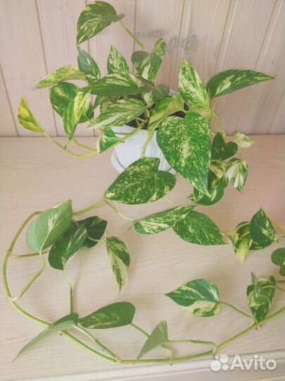 Сциндапсус Ауреум (Scindapsus Aureus)