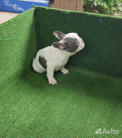 Французский бульдог