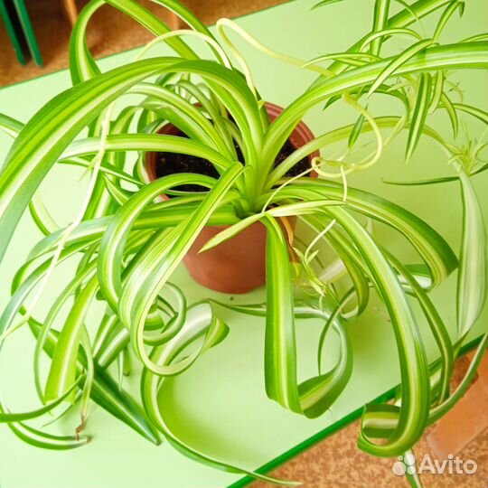 Хлорофитум