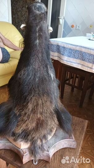 Чучело головы кабана