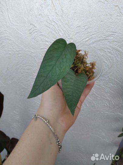 Сциндапсусы, Эпипремнумы (ч.1)