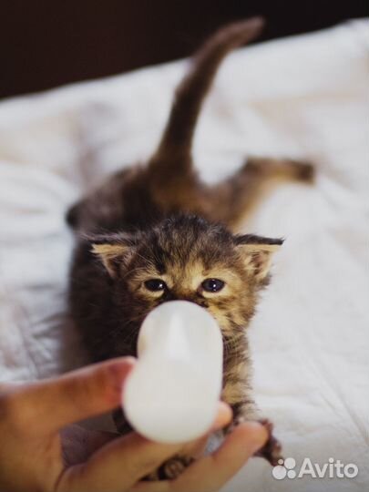 Котенок ищет дом