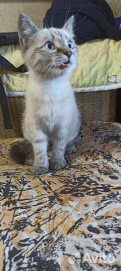 Котенок в дар