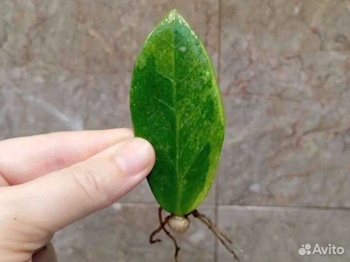 Замиокулькас Грин он Грин