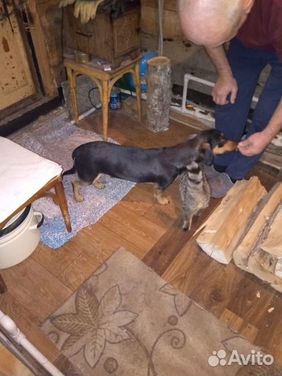 Собака в добрые руки отдам бесплатно