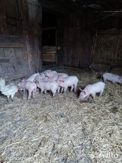 Продам поросят