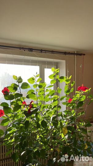 Гибискус китайская роза