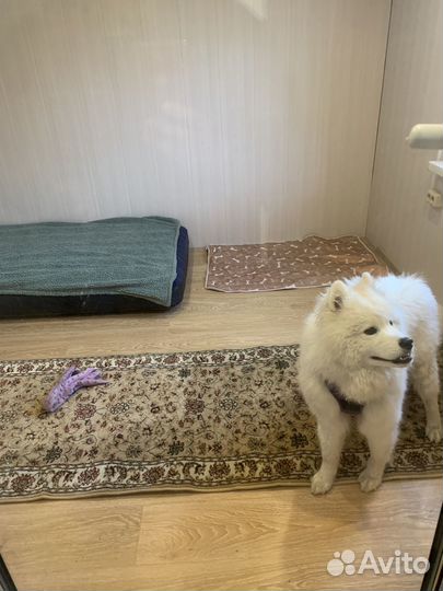 Зоогостиница, Передержка для собак