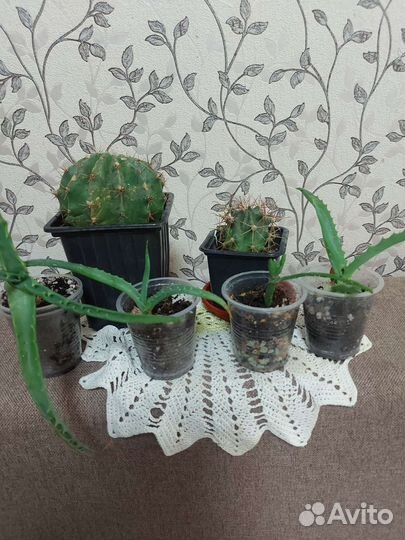 Комнатные растения