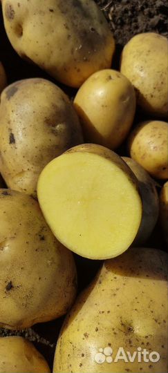 Картофель деревенский, картошка своя