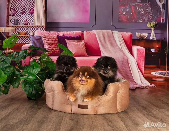 Померанский шпиц медвежьего типа