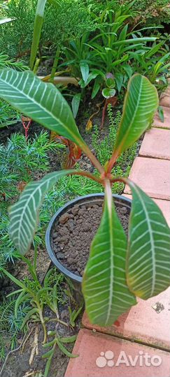 Молочай беложильчатый