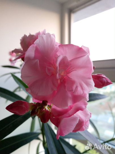 Цветущий олеандр