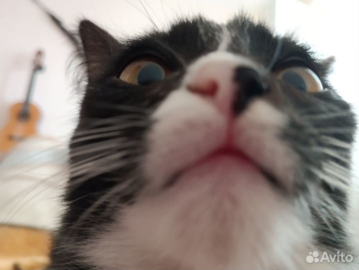 Отдам в добрые руки кота