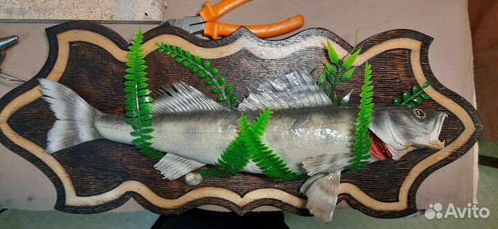 Чучела из щуки, берша, судака