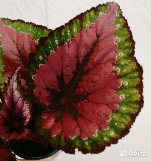 Новинки Сорта ел- км