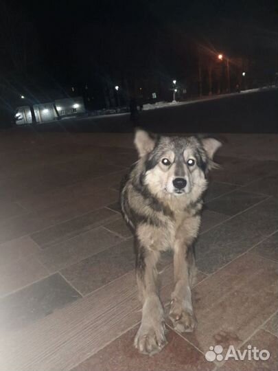 Найдена собака