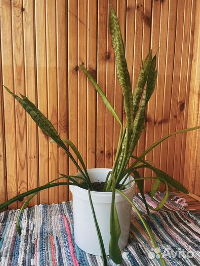 Сансивиерия