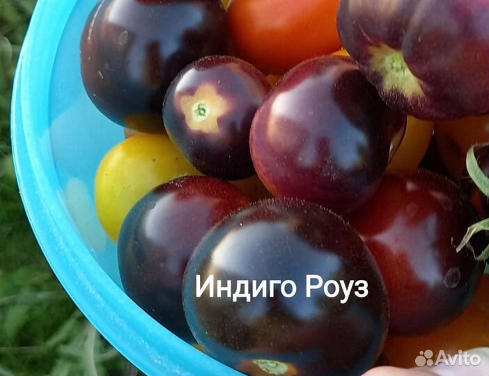 Семена коллекционных томатов, спаржевая фасоль