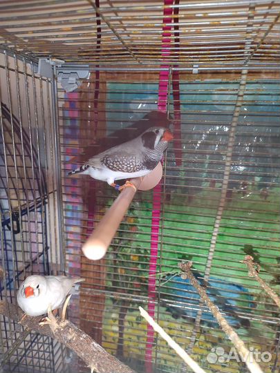 Зебровые амадины