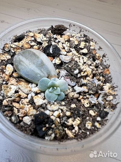 Graptopetalum superbum variegata суккуленты детки