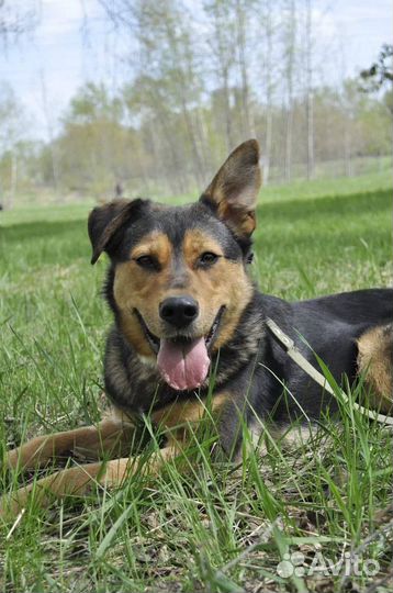 Отдам в добрые руки