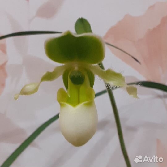 Орхидея башмачок пафиопедилум
