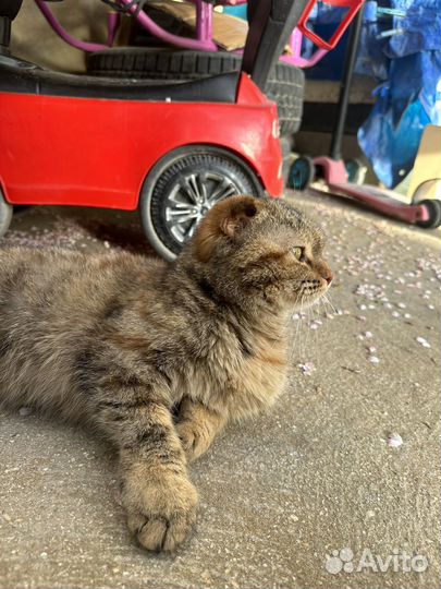 Девочка вислоухая бесплатно