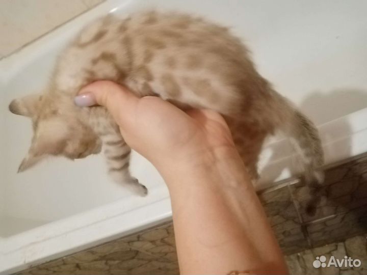 Продам бенгальских котят