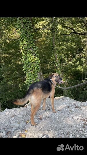 Рута ищет дом. собаки щенки Лазаревское