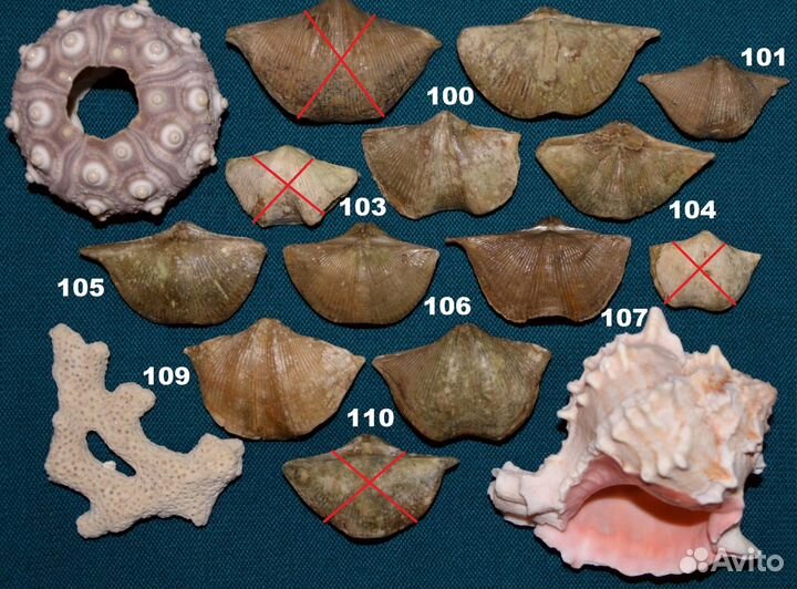 Брахиоподы, гастроподы, цистоидеи, эокриноидеи