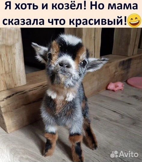 Продам козу