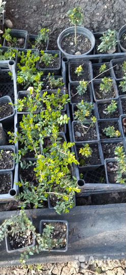 Жимолость шапочная