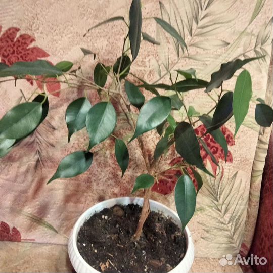 Фикусы эластик