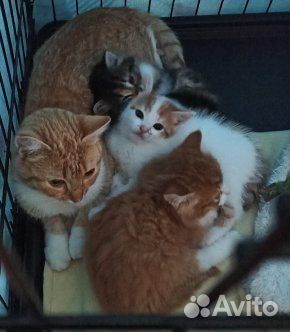 Котята в добрые руки 1,5 мес