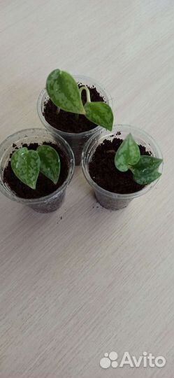 Сциндапсусы и эпипремнумы