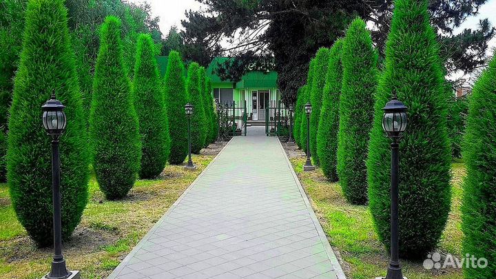 Туи зеленые Туи западные