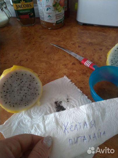 Питахайя жёлтая и красная рассада