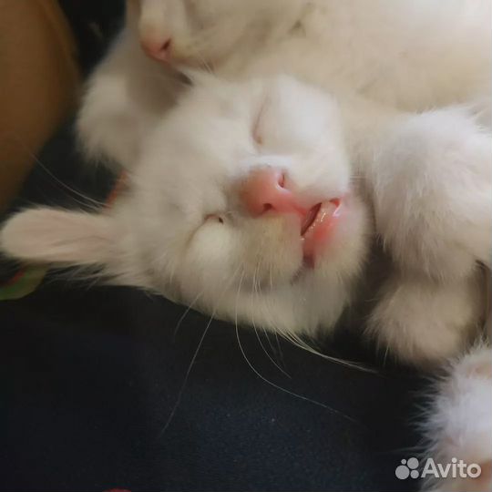 Котята турецкой ангоры